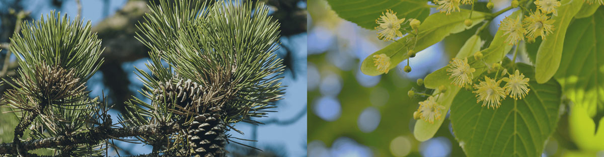 Ecomesure ความสัมพันธ์ของต้นไม้สู่คุณภาพอากาศในเมืองที่ยั่งยืน 01